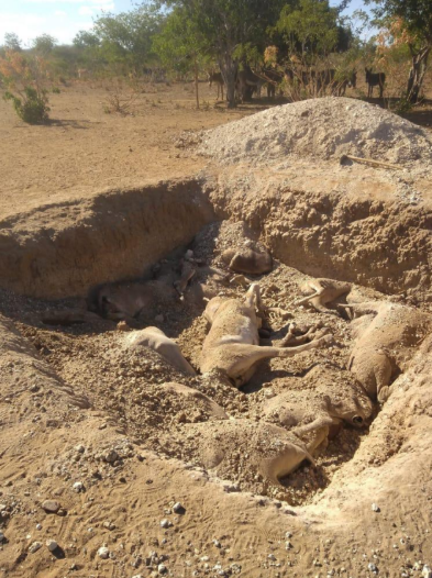 Cova de Jumentos mortos por doenças em local próximo a abatedouro